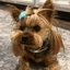 Dog Stolen From Tesla